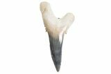 Bone Valley Shark Tooth (Hemipristis) - Lower Tooth #299471-1